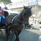 Cavallo triste in mezzo al traffico di Roma