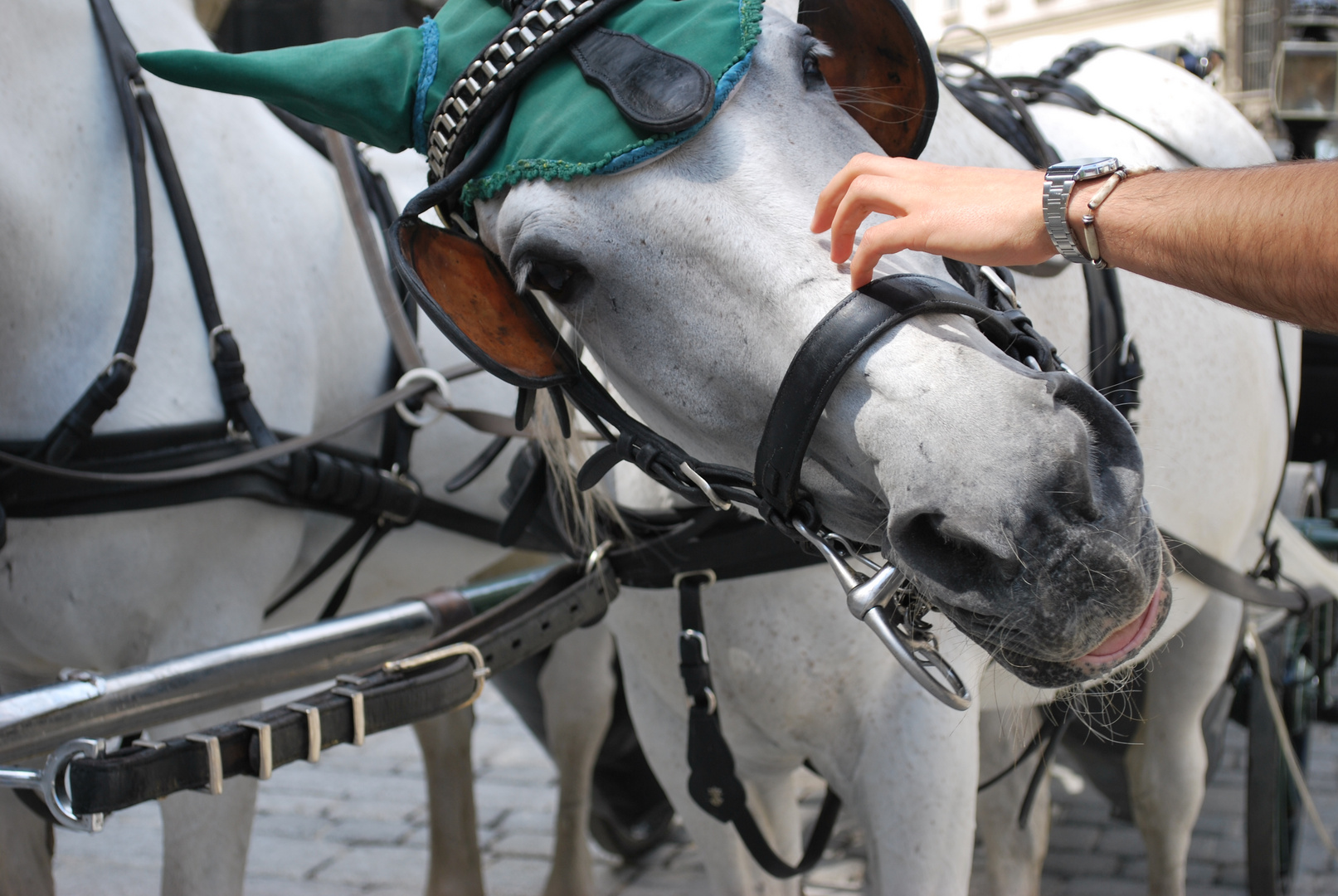 Cavallo viennese