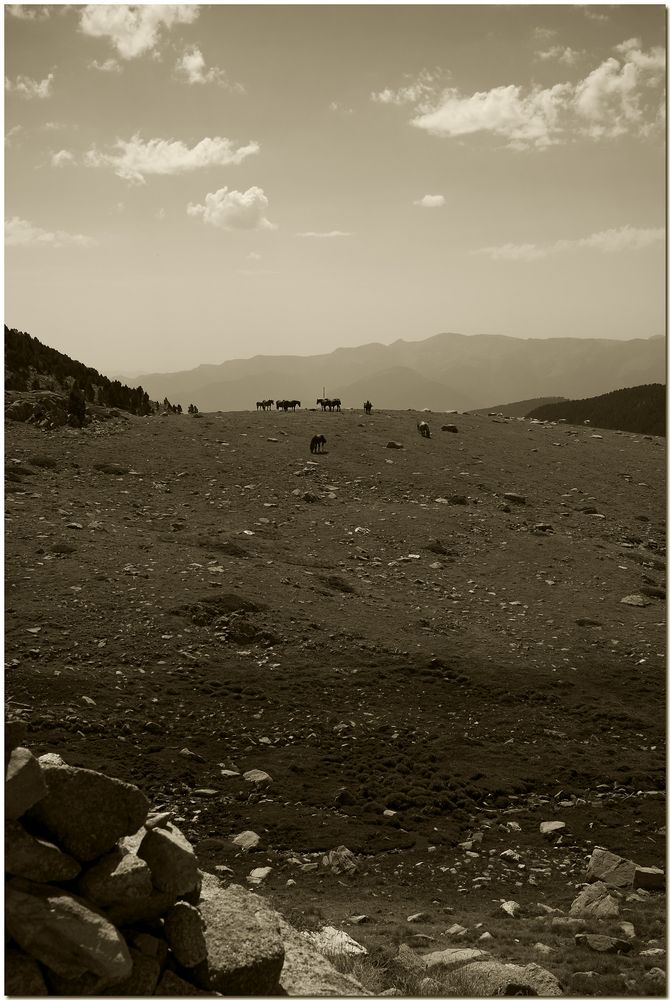 Cavalls a l'horitzó