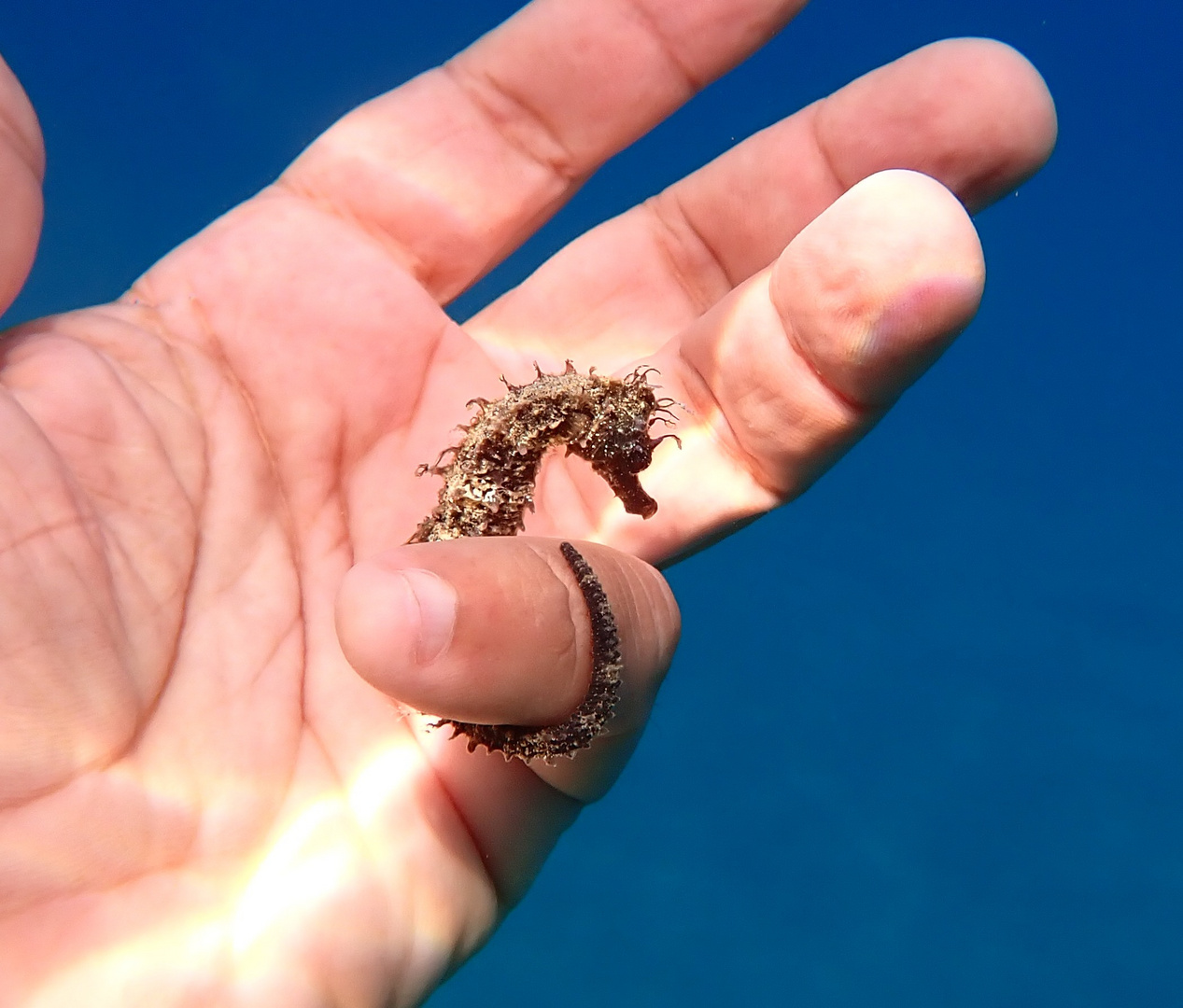 Cavalluccio marino (Hippocampus guttulatus)