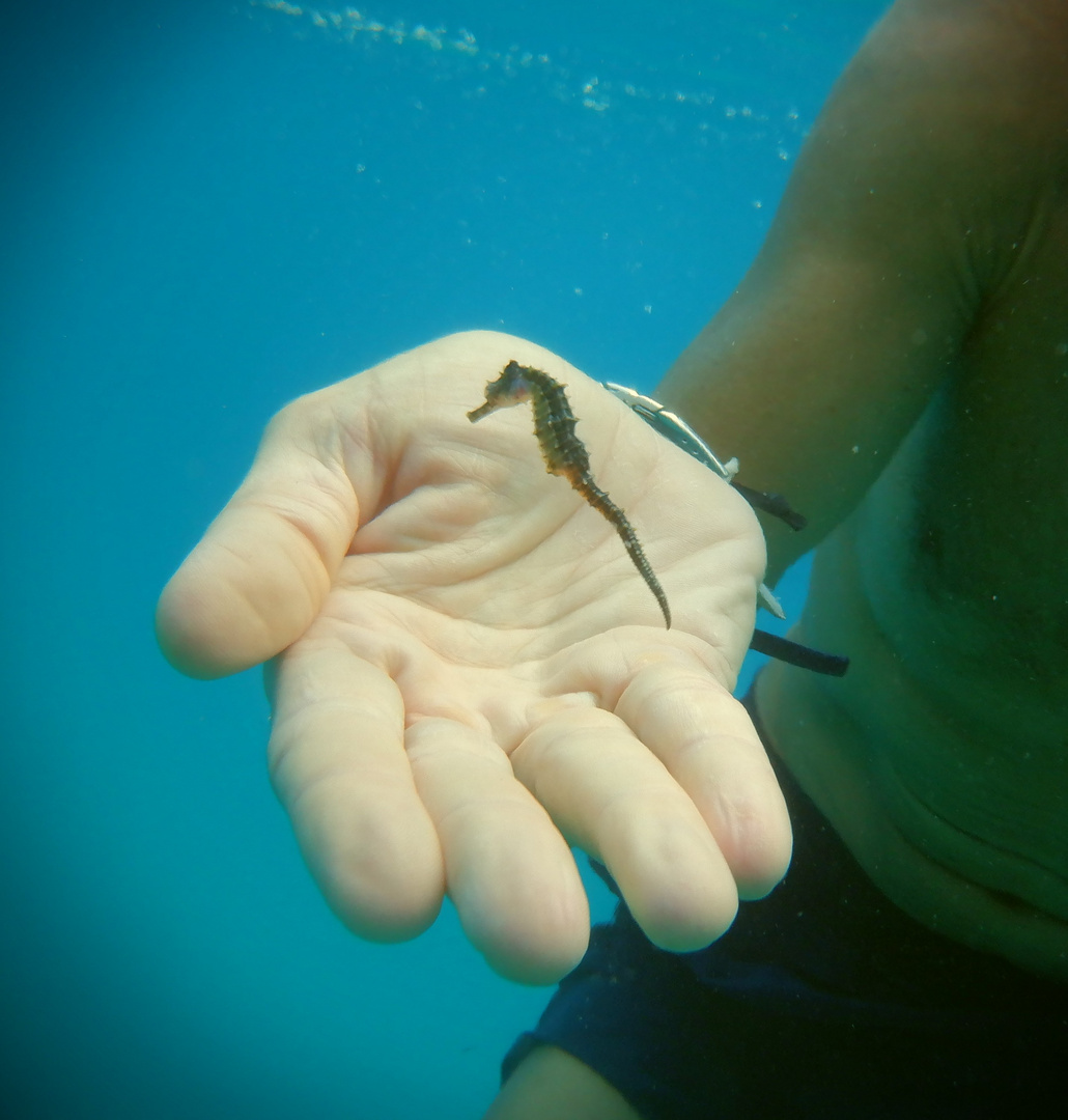 cavallucio marino (Hippocampus hippocampus)