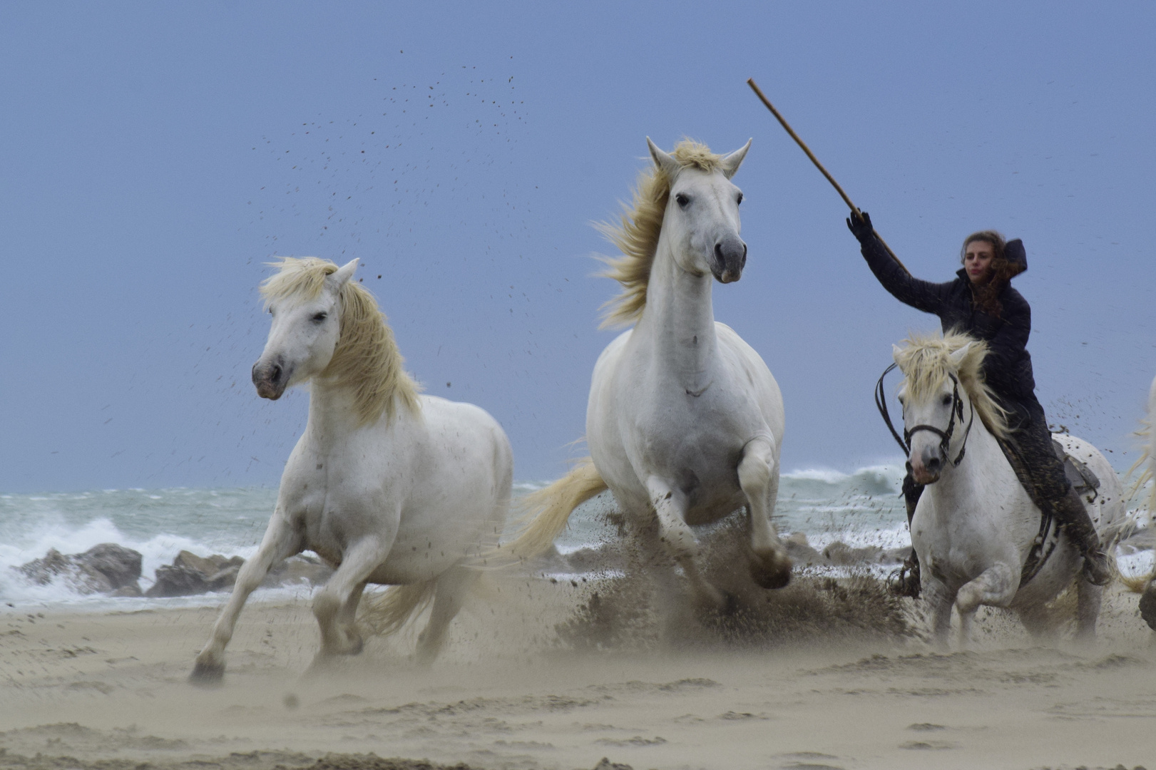 Cavalos de Camargue