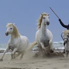 Cavalos de Camargue