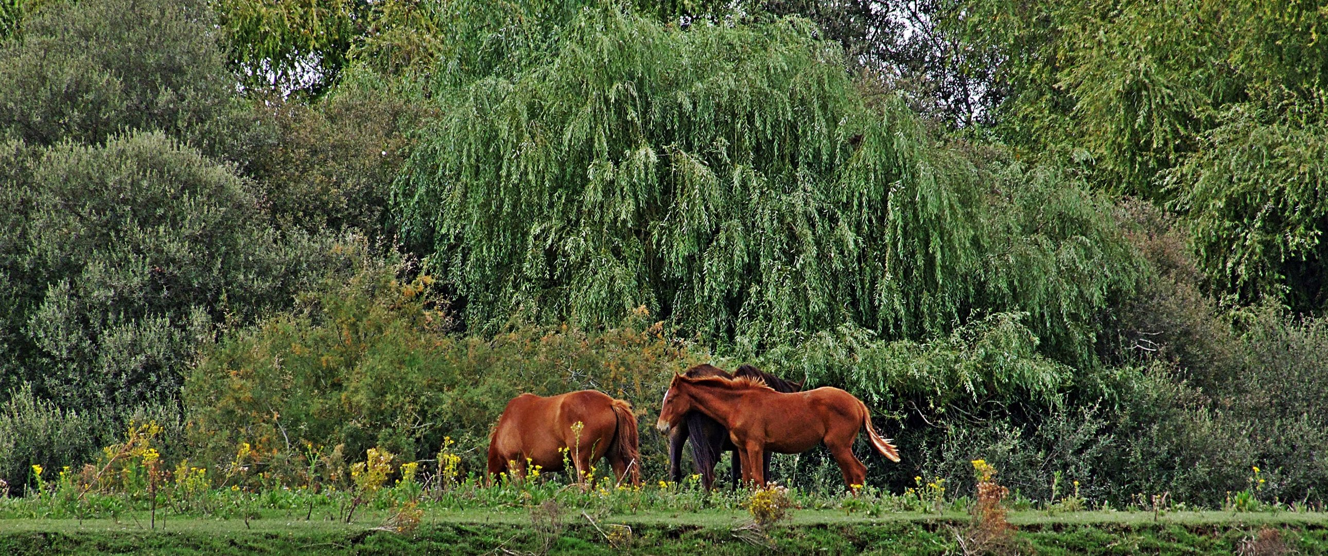 Cavalos selvagens