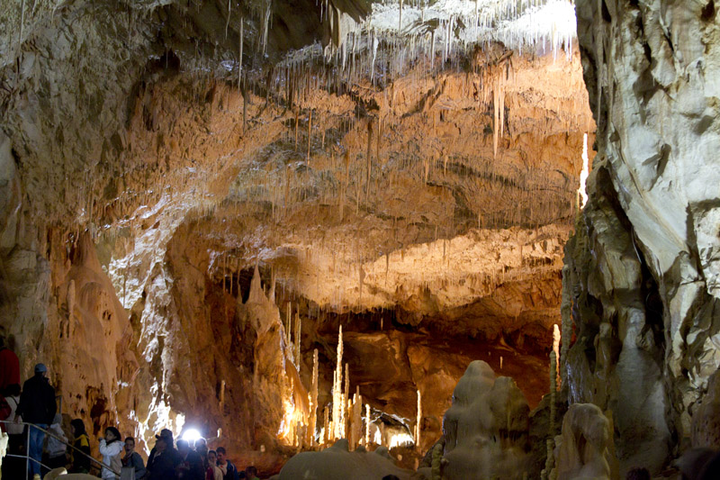 Cave bears - Apuseni - Romania