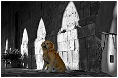 cave canem.....