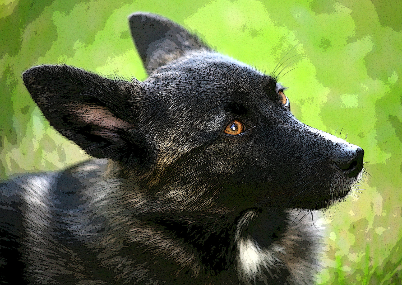 Cave canem oder Vorsicht vor dem bisschen Hund !!!