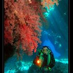 Cave Reef im Roten Meer [2]