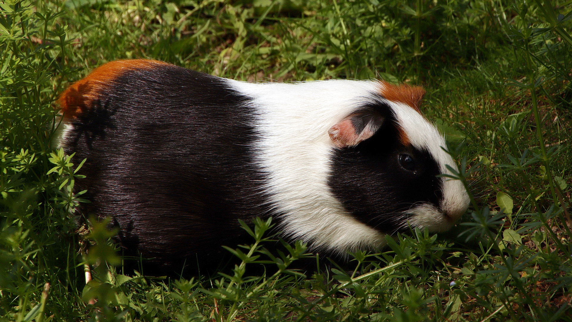 Cavia aperea f. porcellus