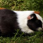 Cavia aperea f. porcellus