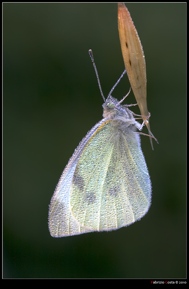 Cavolaia con strass