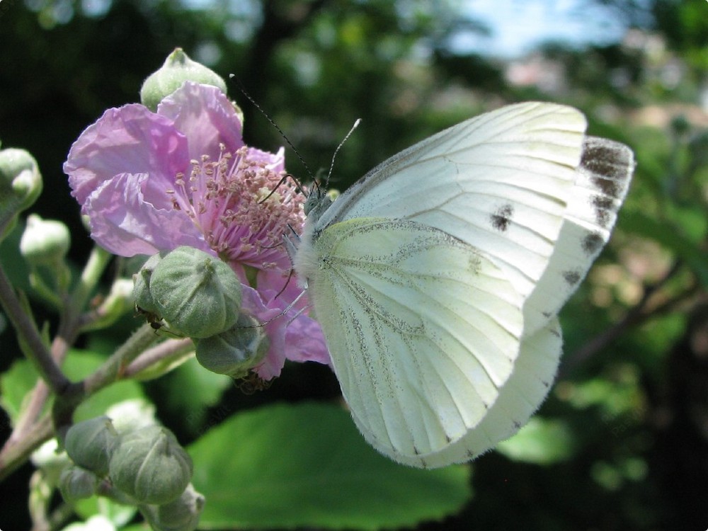 Cavolaia maggiore (Pieris brassicae) su fiore di rovo (Rubus fruticosus).