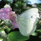 Cavolaia maggiore (Pieris brassicae) su fiore di rovo (Rubus fruticosus).