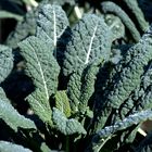 Cavolo Toscano detto anche "Cavolo Nero" 2