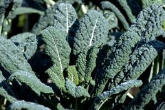 Cavolo Toscano detto anche "Cavolo Nero" 2