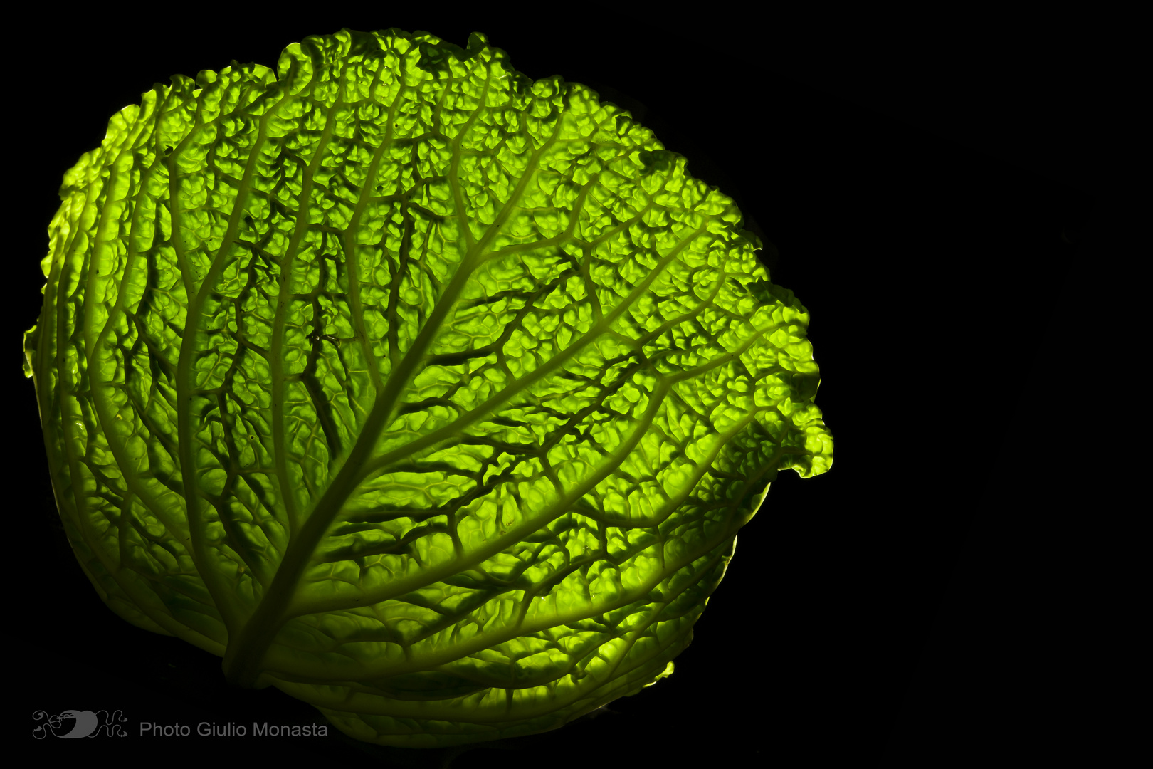 Cavolo Verza Gorgonia verde 