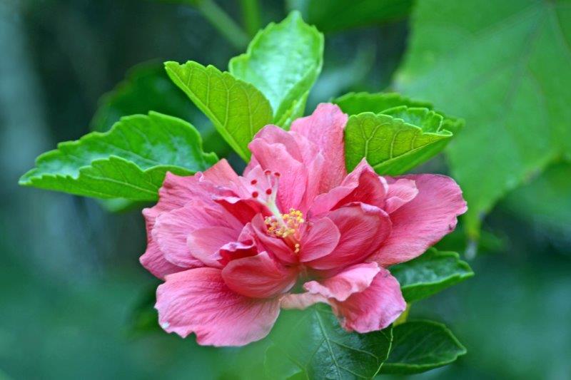 Cayena roja, Hibiscus rosa sinensis