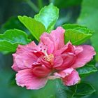 Cayena roja, Hibiscus rosa sinensis