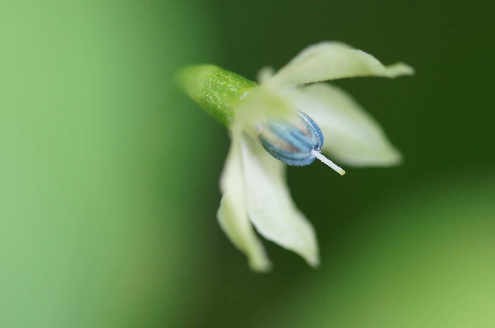 Cayenne-Blüte