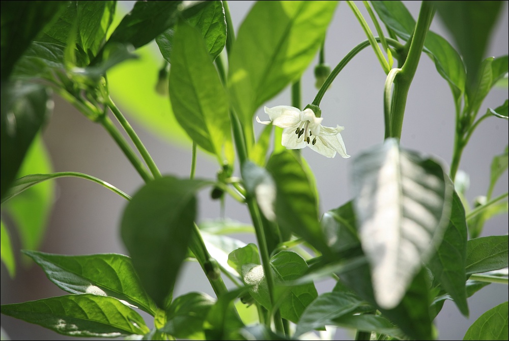 Cayenne Chili