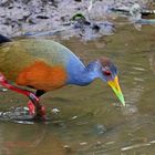 Cayenne-Ralle (Aramides cajaneus), Costa Rica