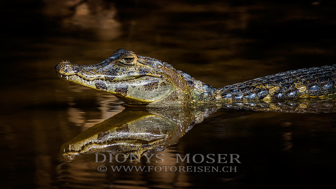 Cayman am Sonnenbaden