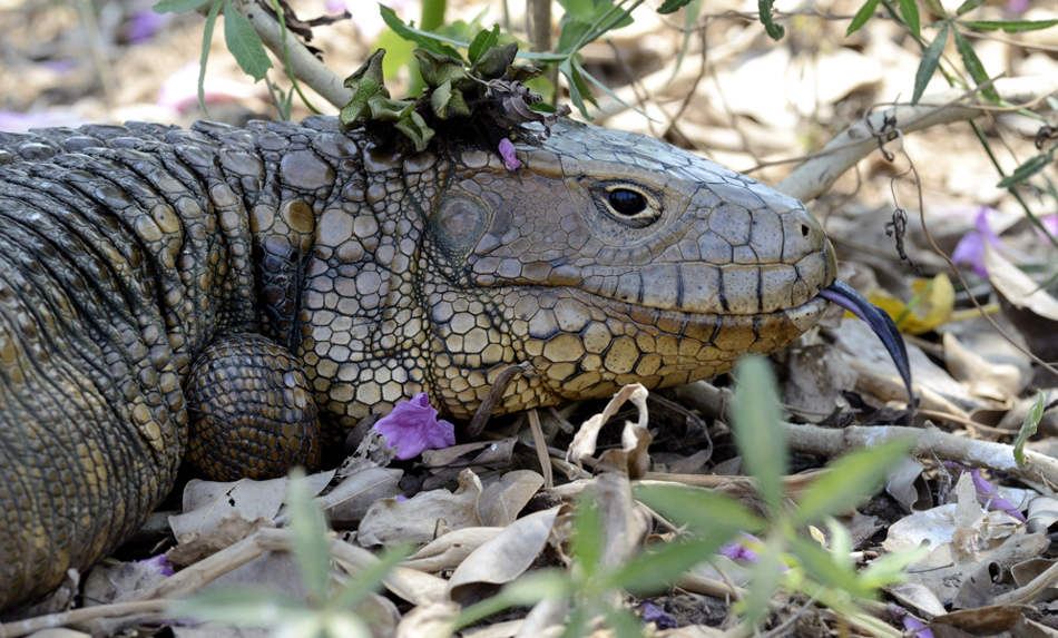 Cayman Lizard