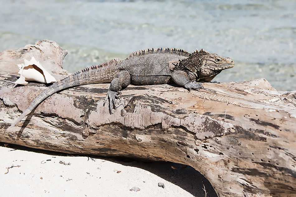 Cayo Macho de Afuera