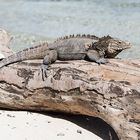 Cayo Macho de Afuera