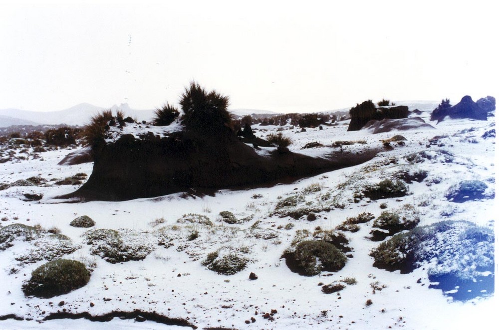 Cayó nieve en el Ecuador, pajonales del Chimborazo