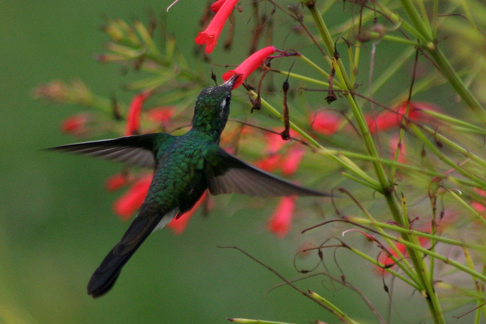 Cayo Santa Maria, Cuba, Colibrì