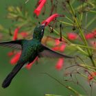 Cayo Santa Maria, Cuba, Colibrì