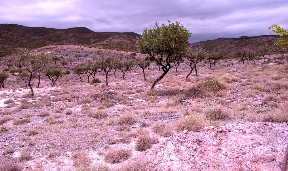 Cayos-rose,La Rioja