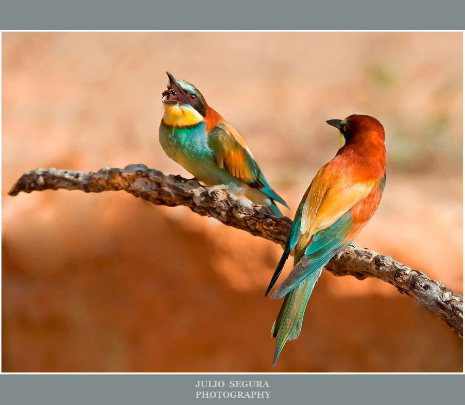 Cazador al Vuelo 2012