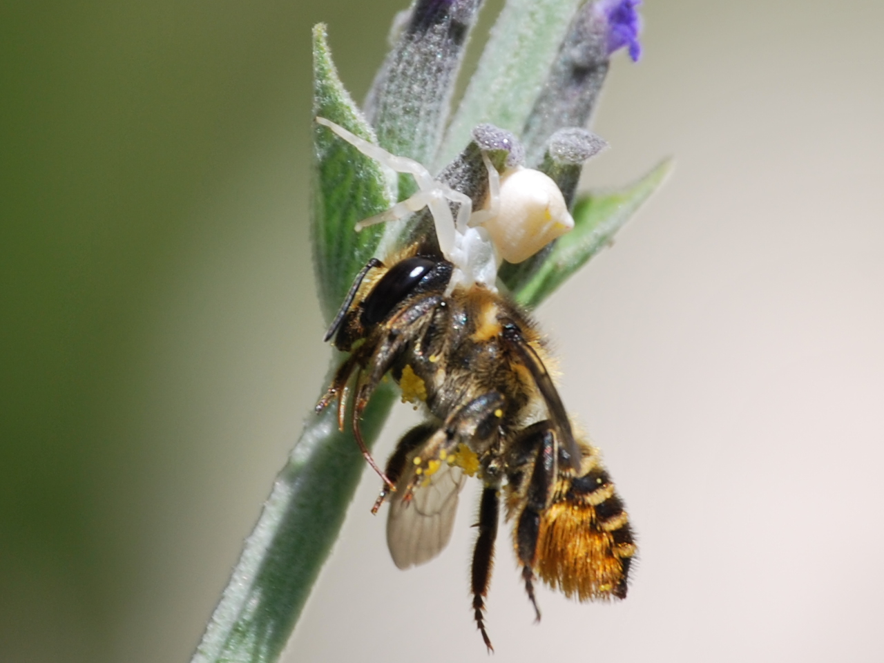 Cazador cazado