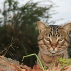 Cazador cazado.