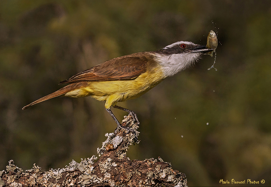 Cazador y presa