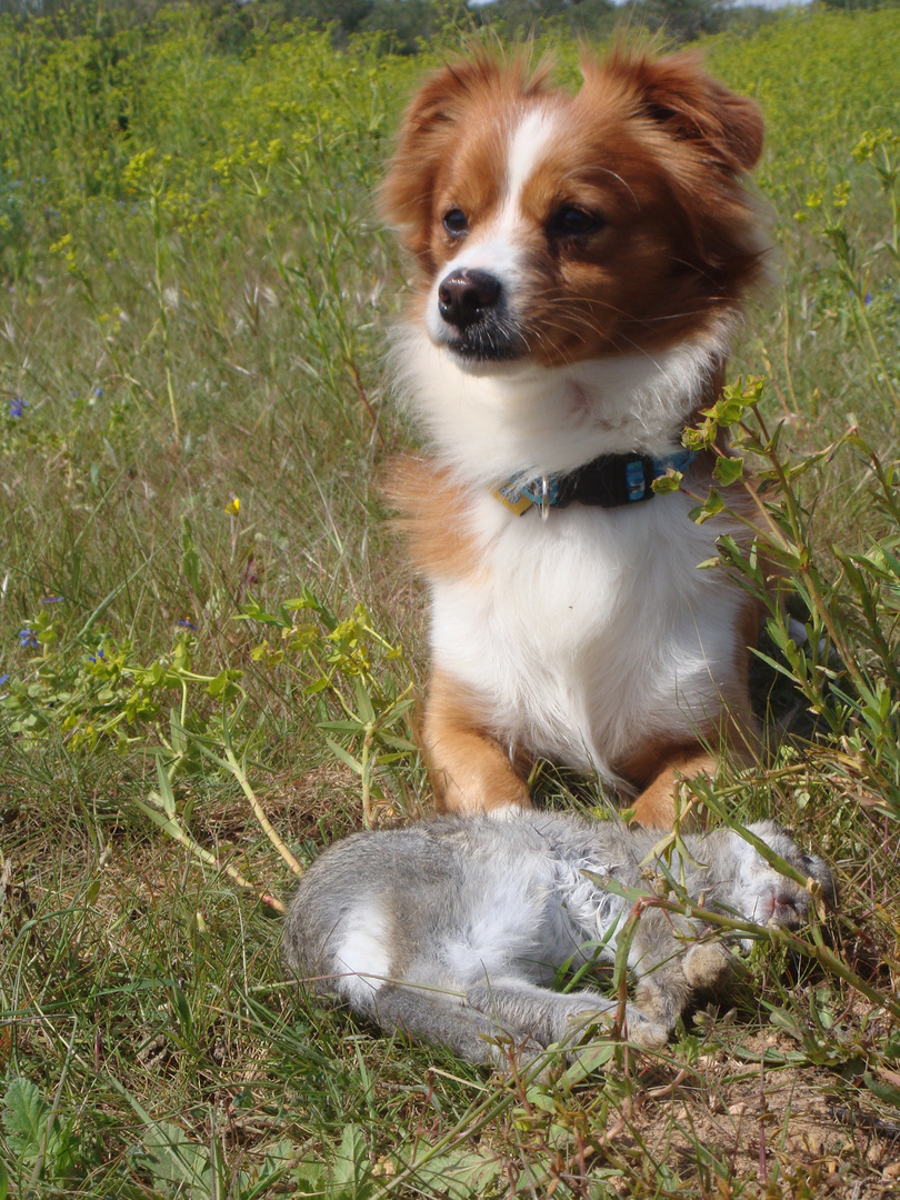 cazador y su presa