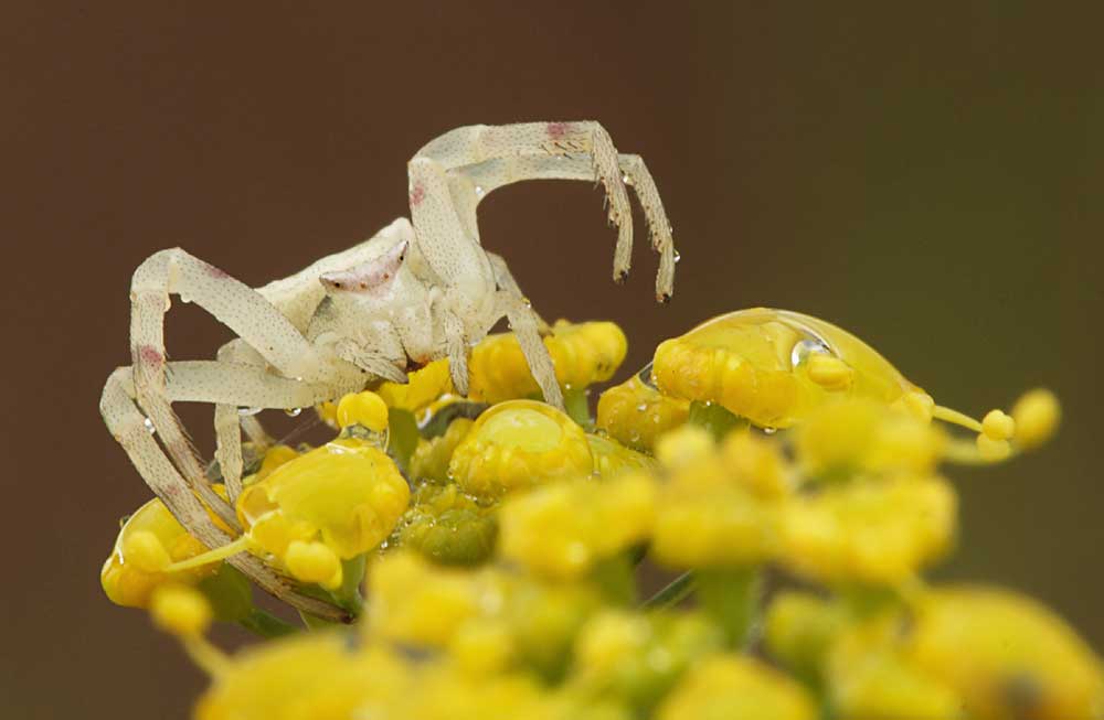 cazadora