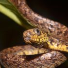 cazadora nocturna