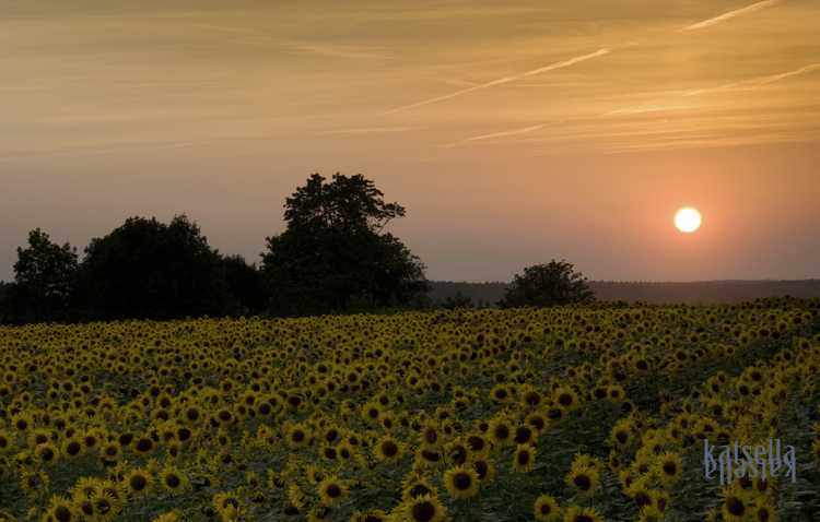 CB - Sonnenblumenfeld