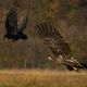 Seeadler und Krhe