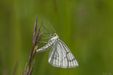 Spanner Geometridae