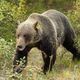 Grizzlybr, Lake Louise