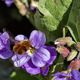 Makro im Botanischen Garten Rostock