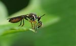 Gemeine Habichtsfliege (Dioctria hyalipennis) von Ayubowan