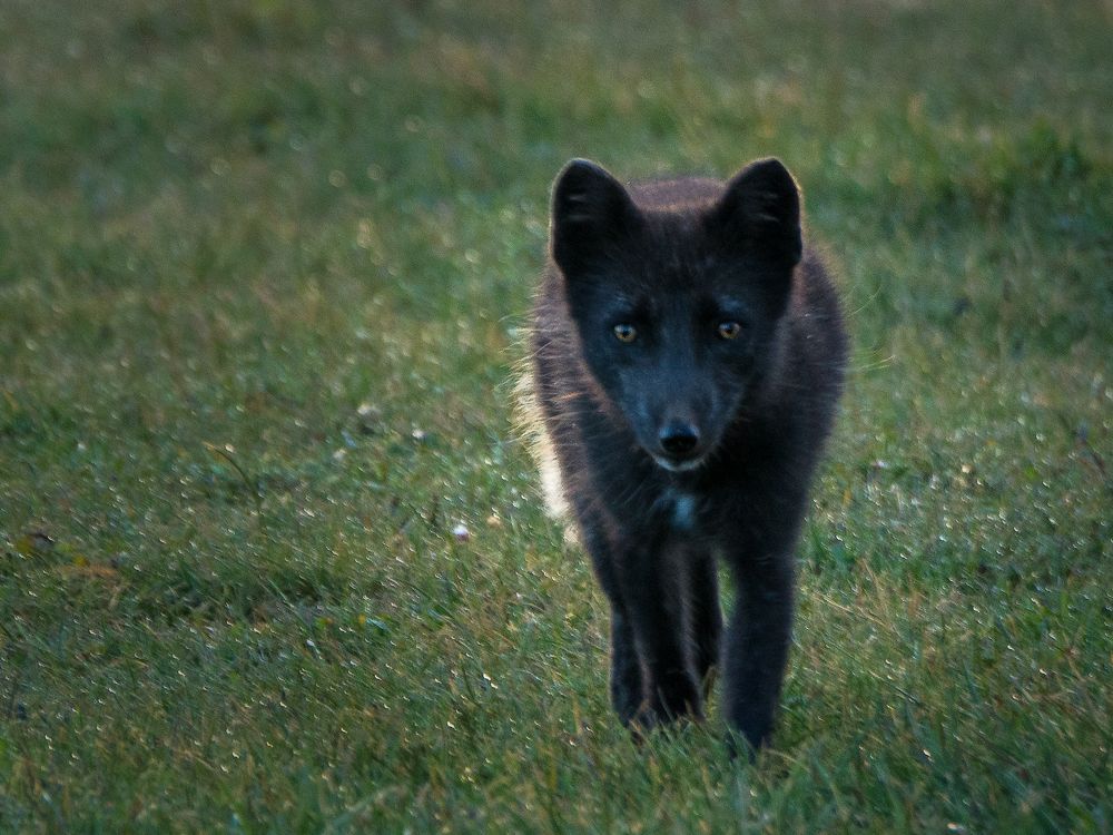 Polarfuchs von Reinhold J. Schiemer