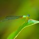 Blue Eye Dragonfly