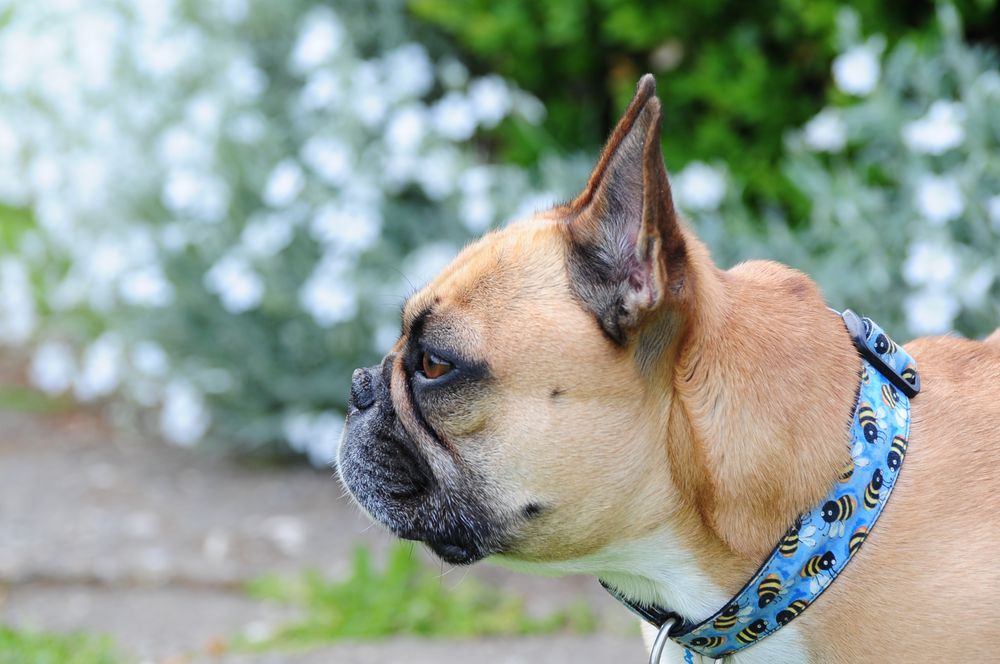 Französisches Bulldog Mädchen von Bernd Tobler