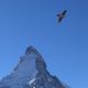 der Bartgeier ber Zermatt